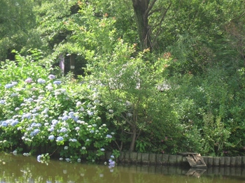 池の向こうの小島の紫陽花が・・・.jpg